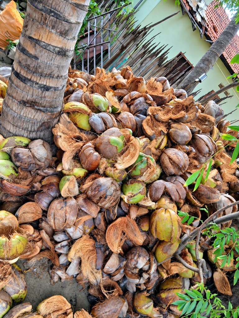 Kokosnussschalen neben der Palme